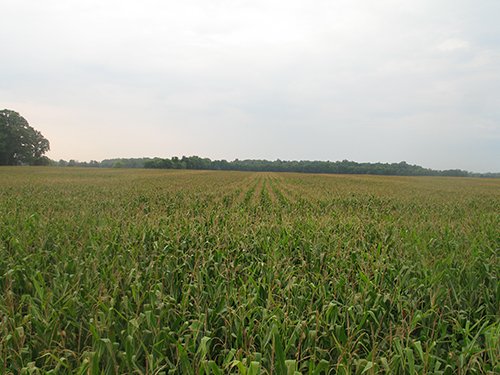 Property photo 4 - LAND AUCTION, 124.929+/- Acres offered in 2 Tracts