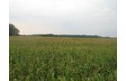 Property photo 4 - LAND AUCTION, 124.929+/- Acres offered in 2 Tracts
