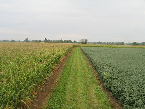 Property photo 6 - LAND AUCTION, 124.929+/- Acres offered in 2 Tracts