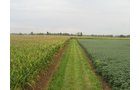 Property photo 6 - LAND AUCTION, 124.929+/- Acres offered in 2 Tracts