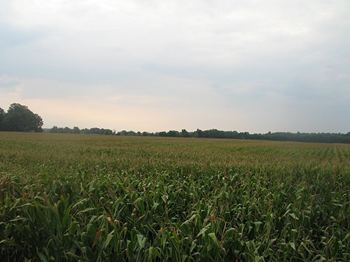 Property photo 11 - LAND AUCTION, 124.929+/- Acres offered in 2 Tracts