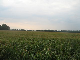 Property photo 11 - LAND AUCTION, 124.929+/- Acres offered in 2 Tracts
