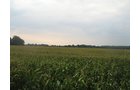 Property photo 11 - LAND AUCTION, 124.929+/- Acres offered in 2 Tracts