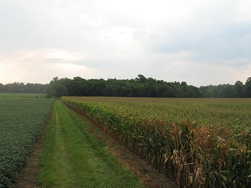 Property photo 7 - LAND AUCTION, 124.929+/- Acres offered in 2 Tracts