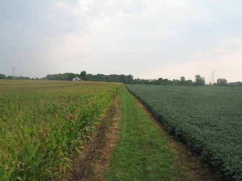 Property photo 5 - LAND AUCTION, 124.929+/- Acres offered in 2 Tracts