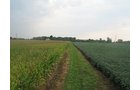 Property photo 5 - LAND AUCTION, 124.929+/- Acres offered in 2 Tracts
