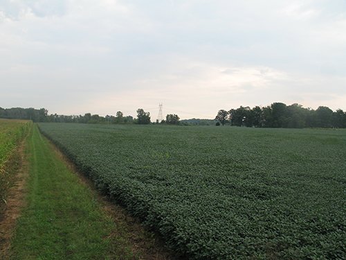 Property photo 8 - LAND AUCTION, 124.929+/- Acres offered in 2 Tracts