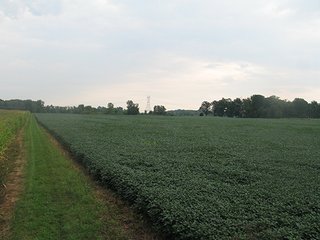 Property photo 8 - LAND AUCTION, 124.929+/- Acres offered in 2 Tracts