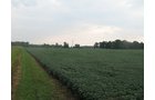 Property photo 8 - LAND AUCTION, 124.929+/- Acres offered in 2 Tracts