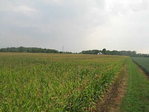 Property photo 12 - LAND AUCTION, 124.929+/- Acres offered in 2 Tracts