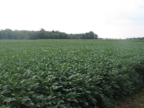 Property photo 3 - LAND AUCTION, 124.929+/- Acres offered in 2 Tracts