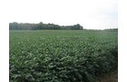 Property photo 3 - LAND AUCTION, 124.929+/- Acres offered in 2 Tracts