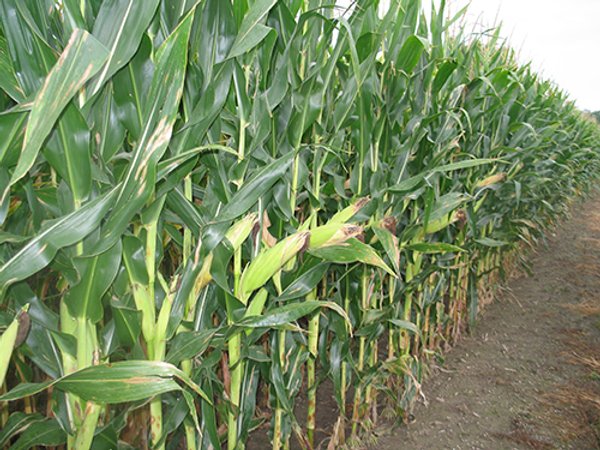 LAND AUCTION, 124.929+/- Acres offered in 2 Tracts