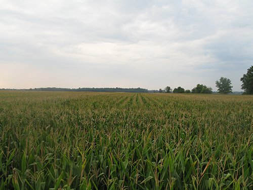 Property photo 9 - LAND AUCTION, 124.929+/- Acres offered in 2 Tracts