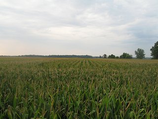 Property photo 9 - LAND AUCTION, 124.929+/- Acres offered in 2 Tracts