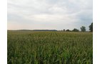 Property photo 9 - LAND AUCTION, 124.929+/- Acres offered in 2 Tracts