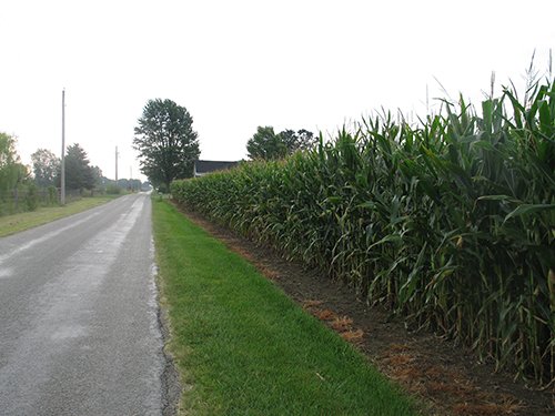 Property photo 2 - LAND AUCTION, 124.929+/- Acres offered in 2 Tracts
