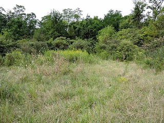 Property photo 5 - LAND AUCTION, 348+/- Acres offered in 9 Tracts, Farm 1-163+/- Acres, Farm 2-185+/- Acres