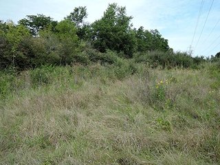 Property photo 18 - LAND AUCTION, 348+/- Acres offered in 9 Tracts, Farm 1-163+/- Acres, Farm 2-185+/- Acres