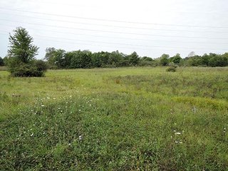 Property photo 17 - LAND AUCTION, 348+/- Acres offered in 9 Tracts, Farm 1-163+/- Acres, Farm 2-185+/- Acres