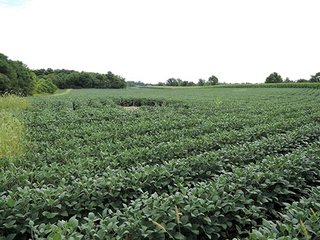 Property photo 12 - LAND AUCTION, 348+/- Acres offered in 9 Tracts, Farm 1-163+/- Acres, Farm 2-185+/- Acres