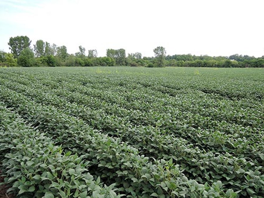 LAND AUCTION, 348+/- Acres offered in 9 Tracts, Farm 1-163+/- Acres, Farm 2-185+/- Acres