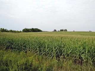 Property photo 16 - LAND AUCTION, 348+/- Acres offered in 9 Tracts, Farm 1-163+/- Acres, Farm 2-185+/- Acres