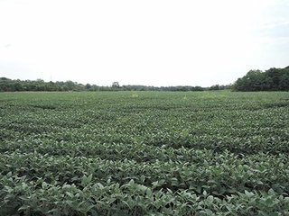 Property photo 7 - LAND AUCTION, 348+/- Acres offered in 9 Tracts, Farm 1-163+/- Acres, Farm 2-185+/- Acres