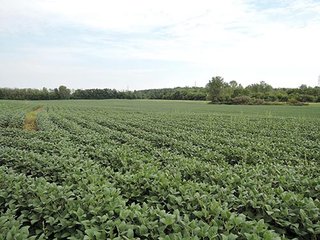 Property photo 10 - LAND AUCTION, 348+/- Acres offered in 9 Tracts, Farm 1-163+/- Acres, Farm 2-185+/- Acres