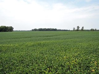Property photo 6 - LAND AUCTION, 348+/- Acres offered in 9 Tracts, Farm 1-163+/- Acres, Farm 2-185+/- Acres