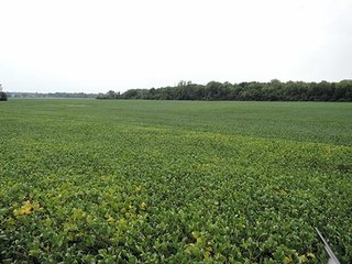 Property photo 11 - LAND AUCTION, 348+/- Acres offered in 9 Tracts, Farm 1-163+/- Acres, Farm 2-185+/- Acres