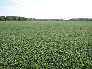 Property photo 13 - LAND AUCTION, 348+/- Acres offered in 9 Tracts, Farm 1-163+/- Acres, Farm 2-185+/- Acres