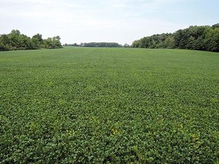 Property photo 15 - LAND AUCTION, 348+/- Acres offered in 9 Tracts, Farm 1-163+/- Acres, Farm 2-185+/- Acres