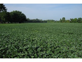 Property photo 25 - MICHIGAN LAND AUCTION, 1119 Acres offered in 17 Tracts