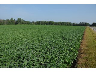 Property photo 29 - MICHIGAN LAND AUCTION, 1119 Acres offered in 17 Tracts