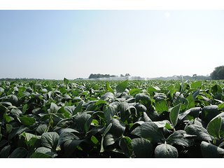 Property photo 33 - MICHIGAN LAND AUCTION, 1119 Acres offered in 17 Tracts