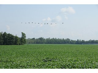 Property photo 14 - MICHIGAN LAND AUCTION, 1119 Acres offered in 17 Tracts