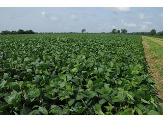 Property photo 9 - MICHIGAN LAND AUCTION, 1119 Acres offered in 17 Tracts