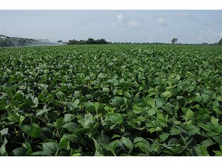 Property photo 13 - MICHIGAN LAND AUCTION, 1119 Acres offered in 17 Tracts