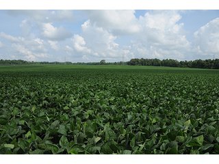 Property photo 10 - MICHIGAN LAND AUCTION, 1119 Acres offered in 17 Tracts