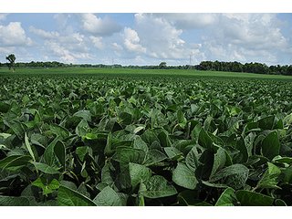 Property photo 22 - MICHIGAN LAND AUCTION, 1119 Acres offered in 17 Tracts