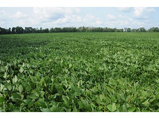 Property photo 27 - MICHIGAN LAND AUCTION, 1119 Acres offered in 17 Tracts