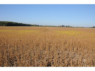Tract 2 - LAND & REAL ESTATE AUCTION, 450+/- Acres offered in 17 Tracts of Highly Productive, Tillable Crop Land