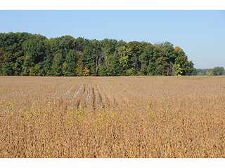 Tract 4 - LAND & REAL ESTATE AUCTION, 450+/- Acres offered in 17 Tracts of Highly Productive, Tillable Crop Land