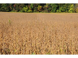 Tract 8 - LAND & REAL ESTATE AUCTION, 450+/- Acres offered in 17 Tracts of Highly Productive, Tillable Crop Land