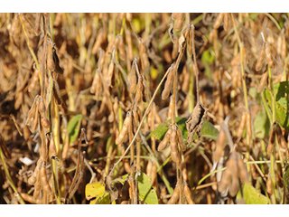 Tract 8 - LAND & REAL ESTATE AUCTION, 450+/- Acres offered in 17 Tracts of Highly Productive, Tillable Crop Land