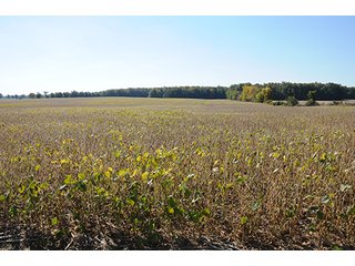 Tract 17 - LAND & REAL ESTATE AUCTION, 450+/- Acres offered in 17 Tracts of Highly Productive, Tillable Crop Land