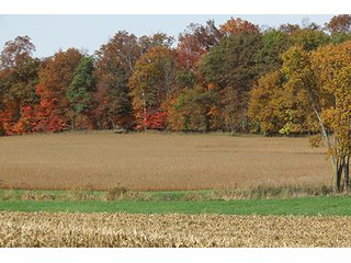 Tract 8 - LAND & REAL ESTATE AUCTION, 450+/- Acres offered in 17 Tracts of Highly Productive, Tillable Crop Land
