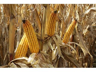 Tract 5 - LAND & REAL ESTATE AUCTION, 450+/- Acres offered in 17 Tracts of Highly Productive, Tillable Crop Land