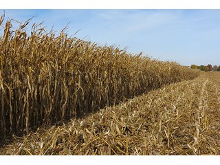 Tract 5 - LAND & REAL ESTATE AUCTION, 450+/- Acres offered in 17 Tracts of Highly Productive, Tillable Crop Land